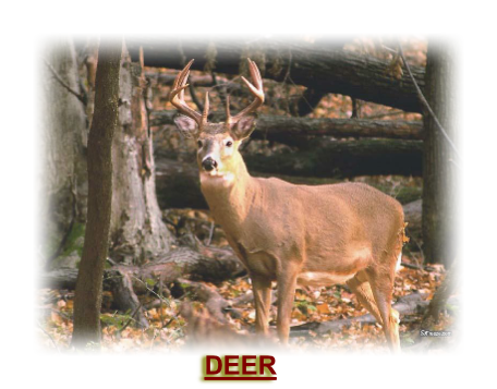 DEER